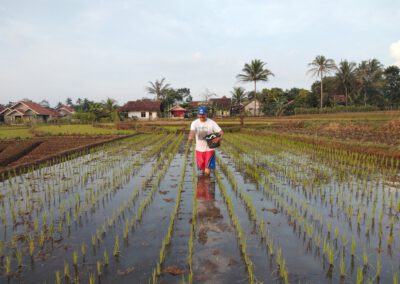 Tanam Jajar Legowo Mudahkan Petani Melakukan Pemupukan